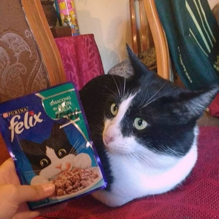 每只猫咪都爱吃！Felix妙鲜包湿粮 多种口味可选